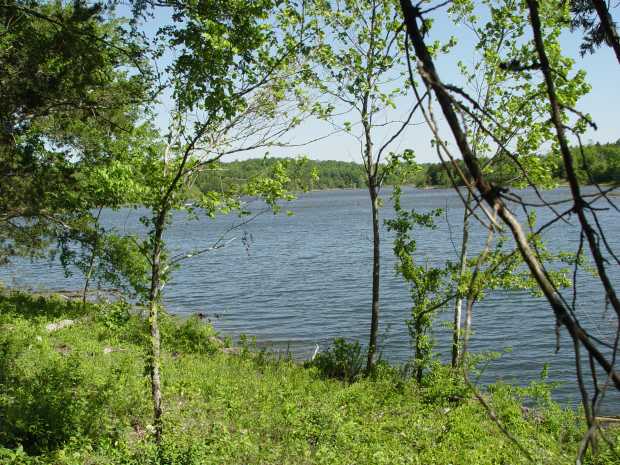 Shoreline in summer at Caro Drive