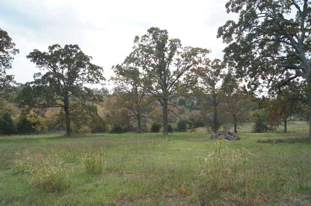 Lot 7 oak trees at Caro Drive