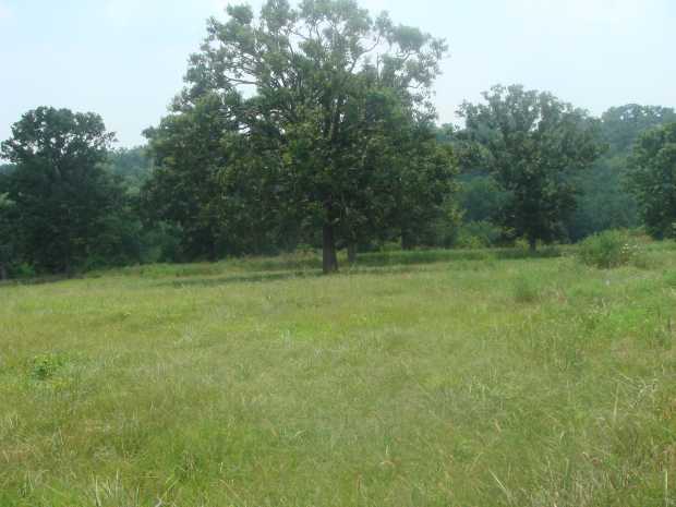 Trees on Lot 7 at Caro Drive