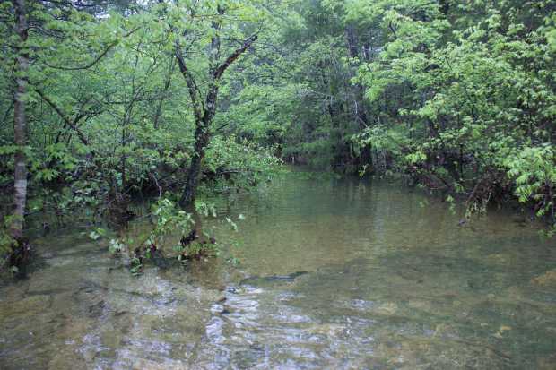 Creek between bridges at Caro Drive