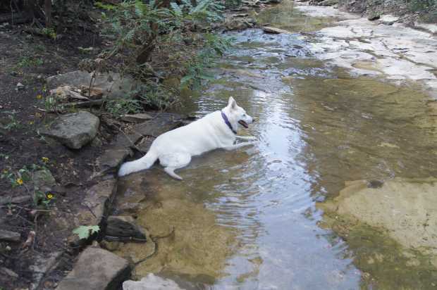 Dog Hope in Creek at Caro Drive